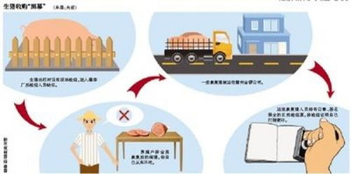 金鑼集團病豬事件 管理失序敲響食品安全警鐘